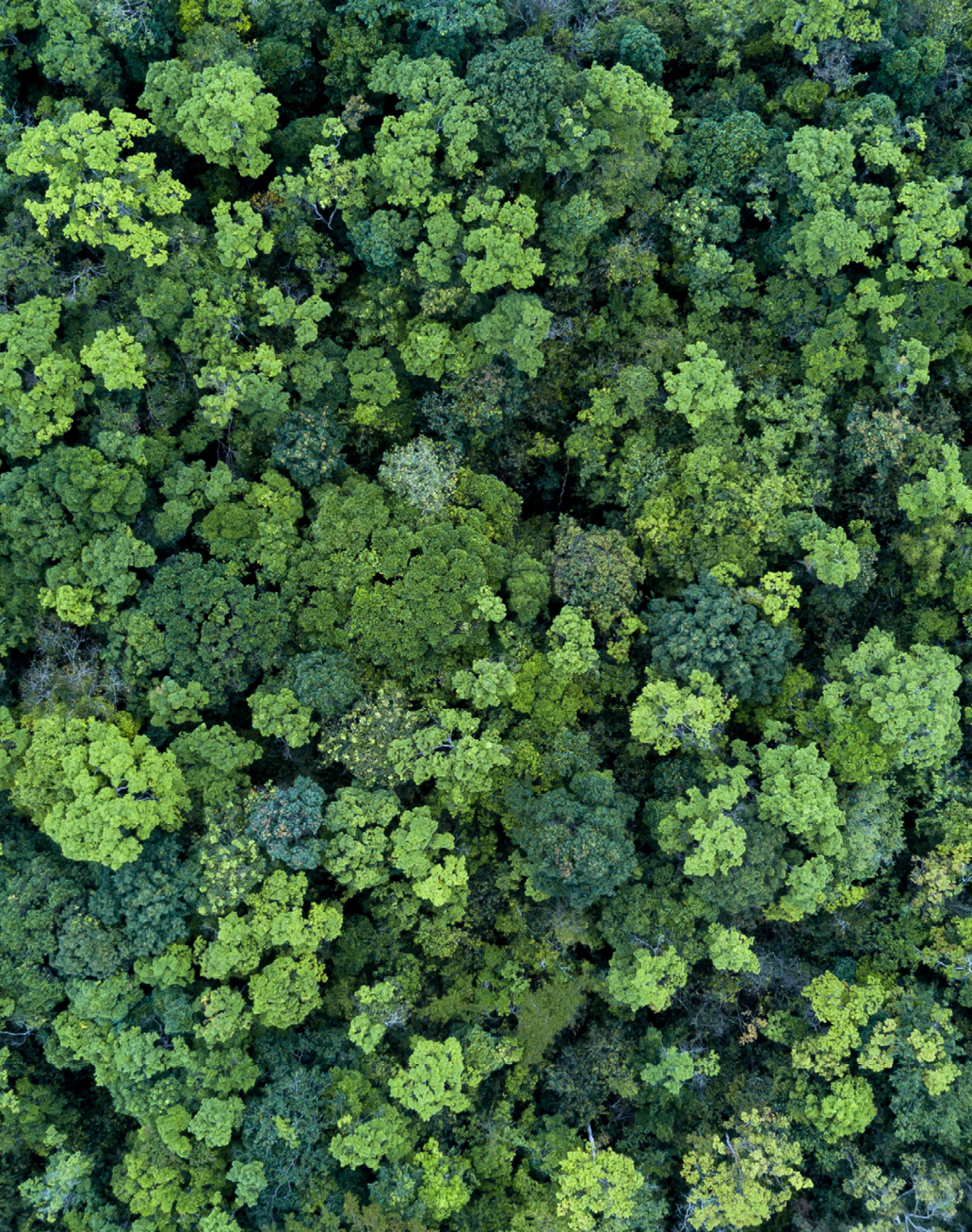 Image of green forest